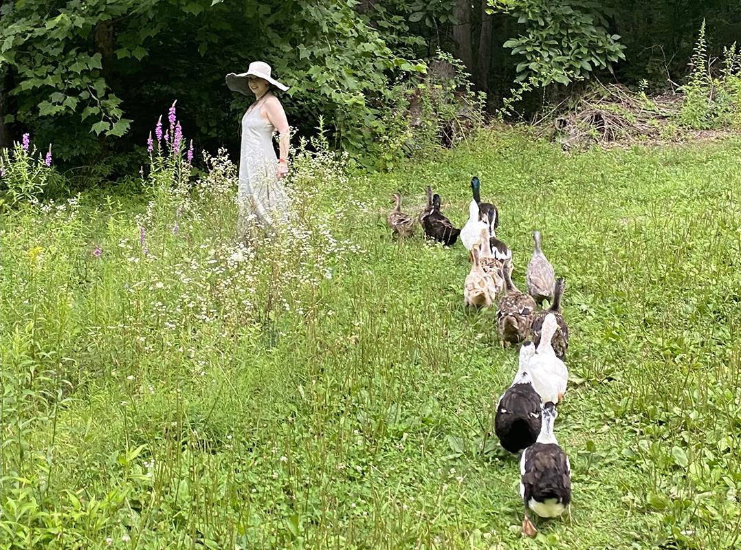 一群鸭子在草坡上跟着黛布拉·蒂林格.